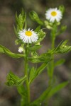 Philadelphia Fleabane blossoms & foliage