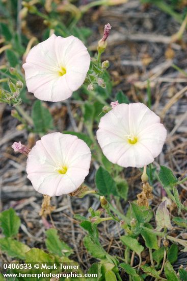 Convolvulus arvensis