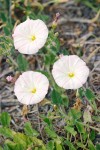 Convolvulus arvensis