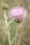 Wavy-leaf Thistle blossom