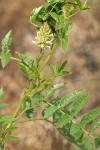 Glycyrrhiza lepidota