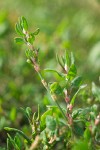 Polygonum aviculare