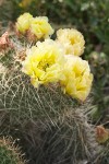 Opuntia polyacantha