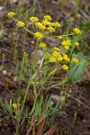 Lomatium ambiguum