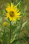 Little Sunflower blossom