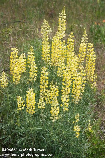 Lupinus sulphureus