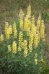 Lupinus sulphureus