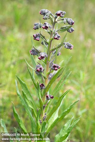 Cynoglossum officinale