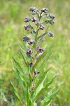 Cynoglossum officinale