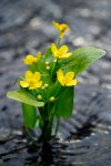 Ranunculus populago