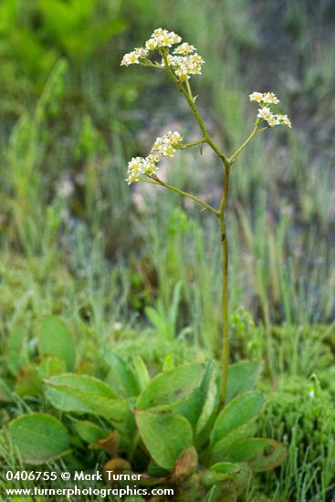 Saxifraga oregana