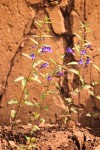 Narrowleaf Skullcap