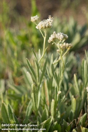 Antennaria argentea