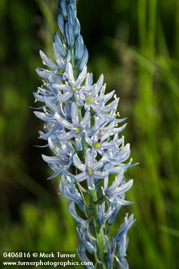 Camassia cusickii