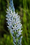 Cusick's Camas blossoms