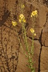 Verbascum blattaria