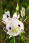 Calochortus eurycarpus