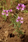 Clarkia pulchella