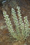 Cryptantha interrupta