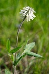 Woollyhead Clover