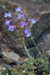 Low Penstemon