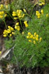 Draba densifolia