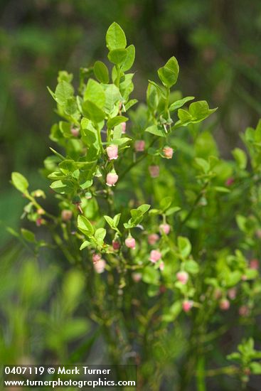 Vaccinium scoparium