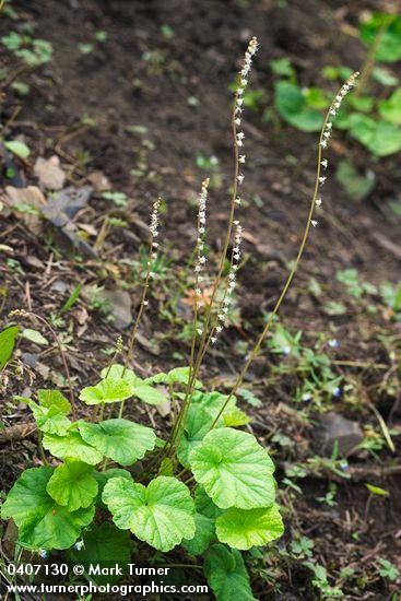 Mitella stauropetala