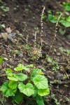 Mitella stauropetala