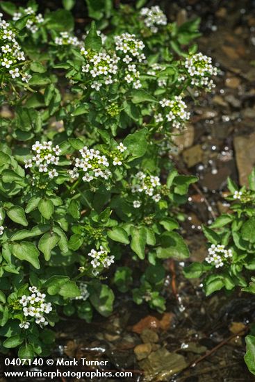 Cardamine breweri