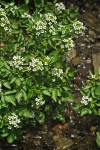 Cardamine breweri