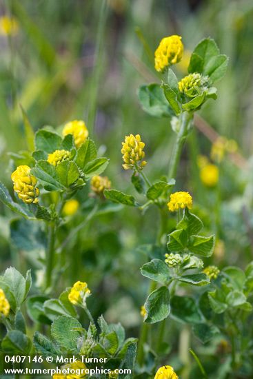 Medicago lupulina