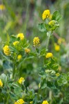 Medicago lupulina