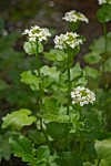 Large Mountain Bitter Cress