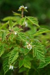 Western Red Raspberry