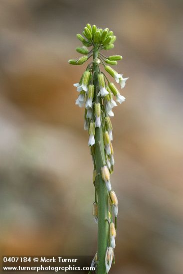 Arabis holboellii