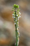 Arabis holboellii