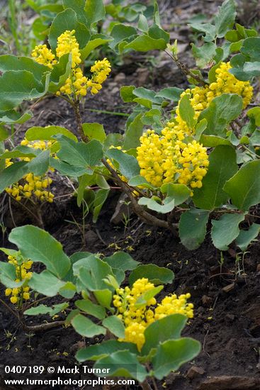 Mahonia repens