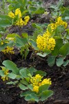 Mahonia repens