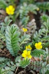 Common Silverweed