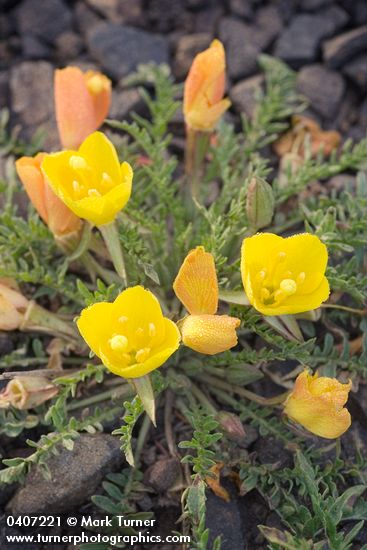 Camissonia tanacetifolia