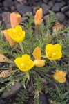 Tansyleaf Evening-primrose