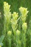 Castilleja cusickii