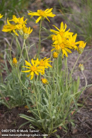 Stenotus lanuginosus var. lanuginosus (Haplopappus lanuginosus)