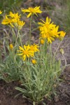 Woolly Goldenweed