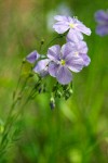 Western Blue Flax blossoms