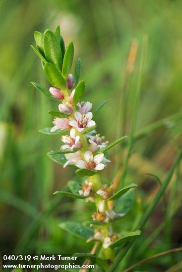 Glaux maritima