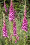 Foxglove