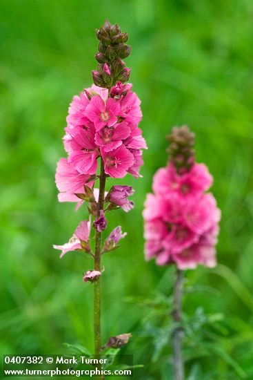 Sidalcea hendersonii