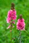 Henderson's Checker Mallow blossoms